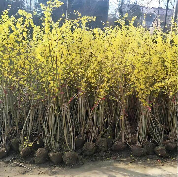 连翘树苗药用高产大果丛生连翘球庭院盆地栽绿化苗木青翘种苗耐寒