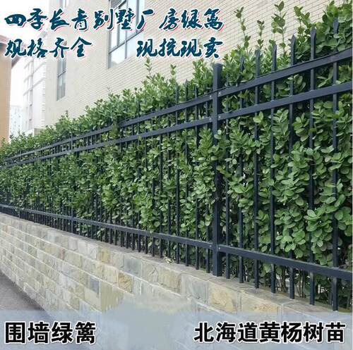 围墙篱笆植物大叶北海道黄杨苗树苗四季常青耐寒庭院绿篱树苗