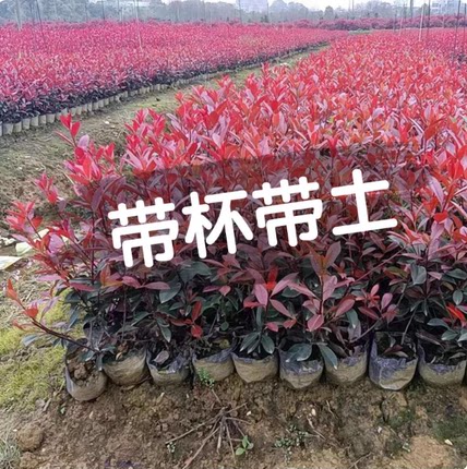 红叶石楠树苗带杯苗土大杯苗庭院绿化树球四季常绿火焰红围墙绿篱