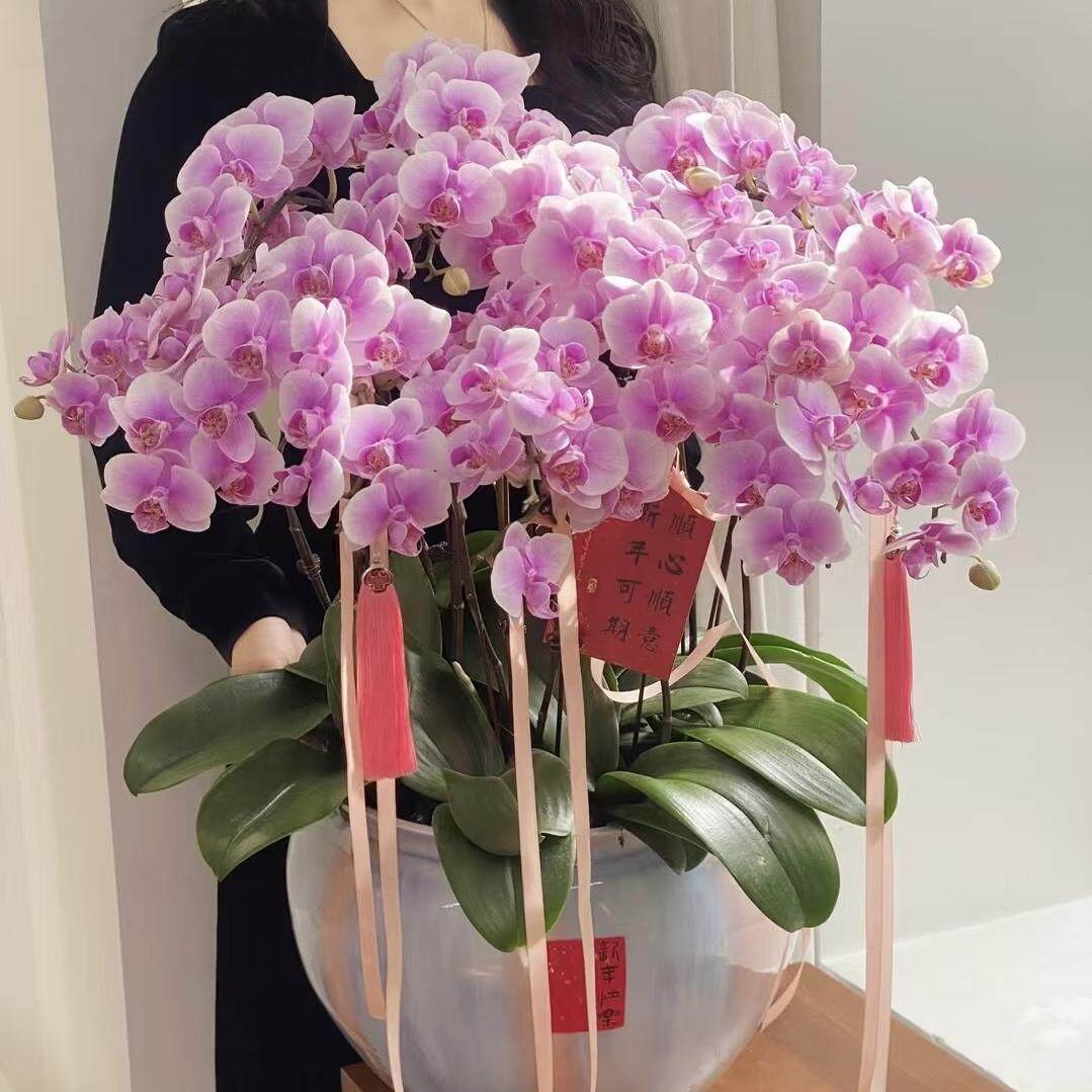 博雅花艺高品蝴蝶兰蕙兰送货上门