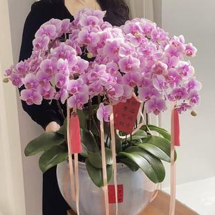 杭州同城鲜花速递吸色马卡龙蝴蝶兰龙兰盆栽蕙兰年宵花卉新年花礼