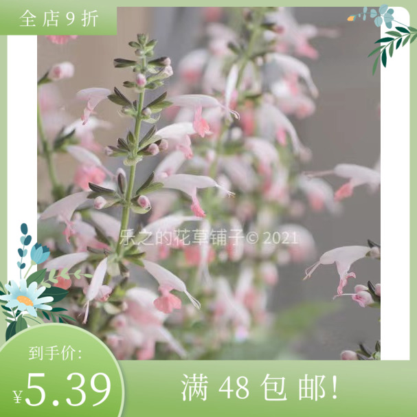 进口鼠尾草种子 夏日宝石粉色 SummerJewel 庭院阳台盆栽花卉香草