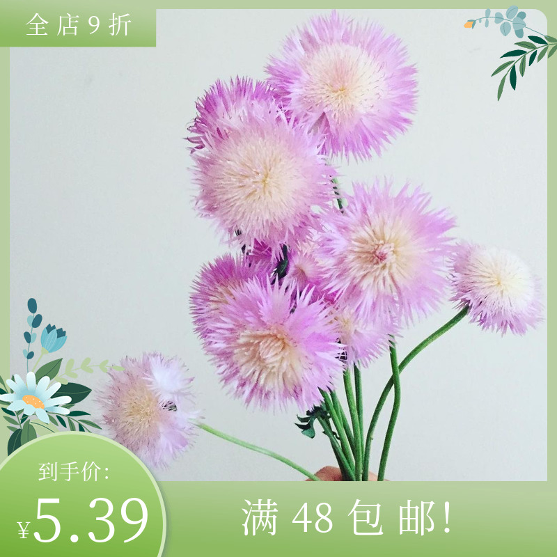 进口切花香矢车菊种子 皇家系列 四季盆栽芳香鲜花种子阳台花境