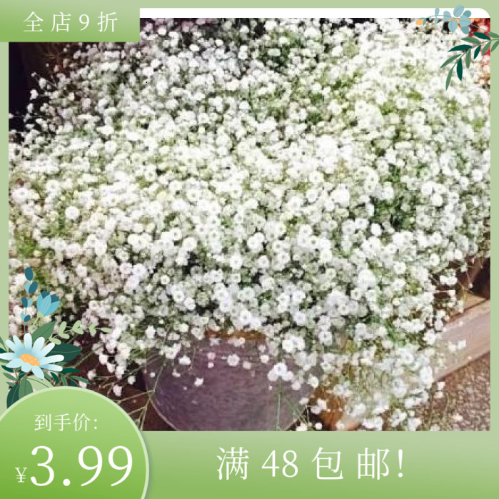 进口切花重瓣满天星种子 Baby breath 多年生丝石竹科 重瓣率60%