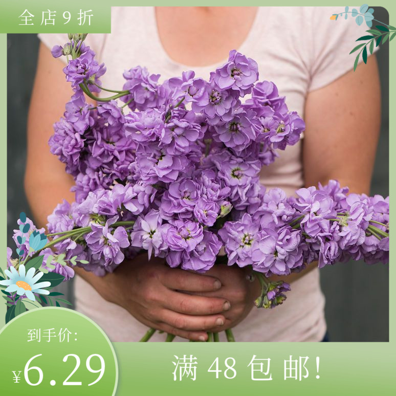 进口切花紫罗兰种子 淡蓝薰衣草 庭院盆栽鲜花材室内装饰