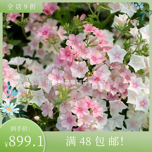 进口福禄考种子 脸红新娘 Blushing Bride四季阳台花园盆栽鲜花