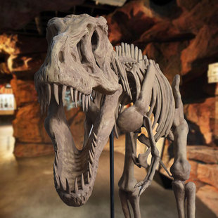 大型仿真恐龙化石骨架暴龙骨骼摆件模型博物馆展览考古科普道具