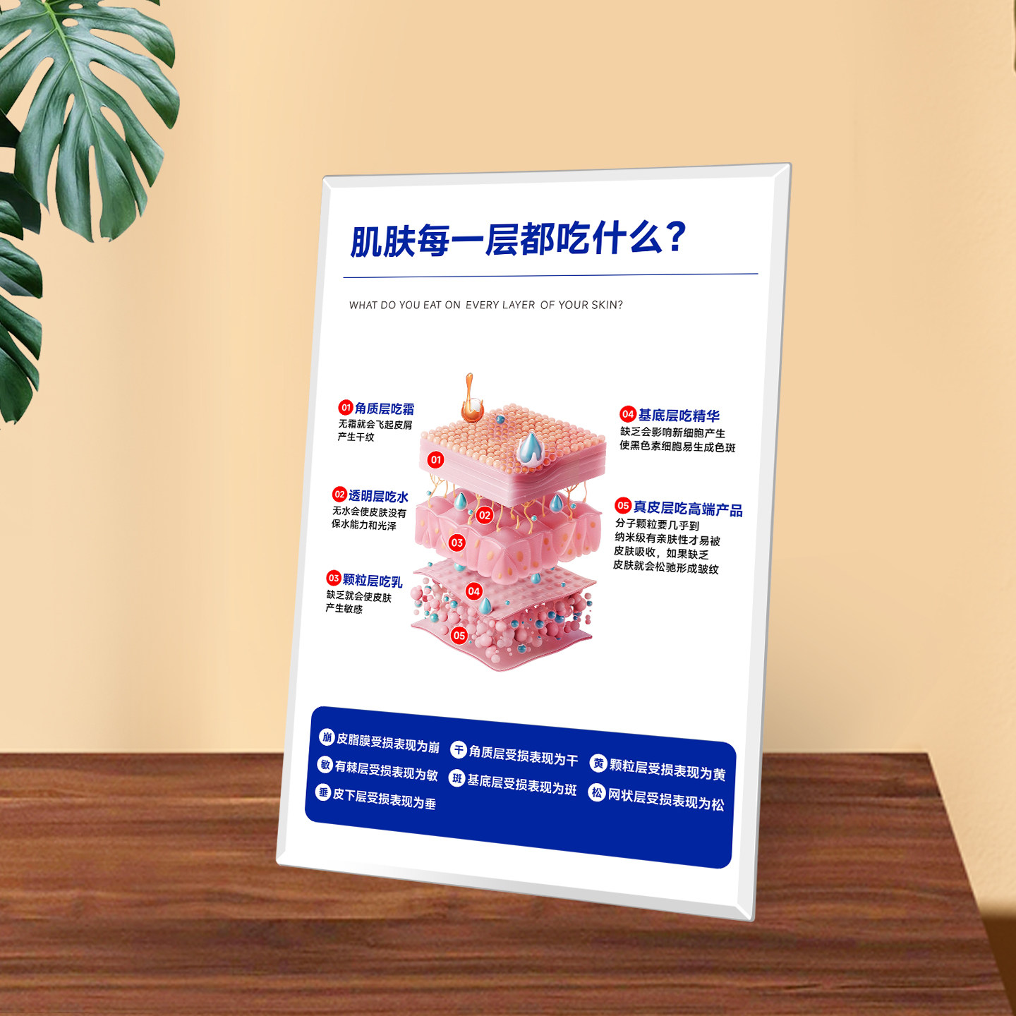 医美面部整形装饰品水晶相框皮肤分层抗衰美容院护肤品店摆件摆台