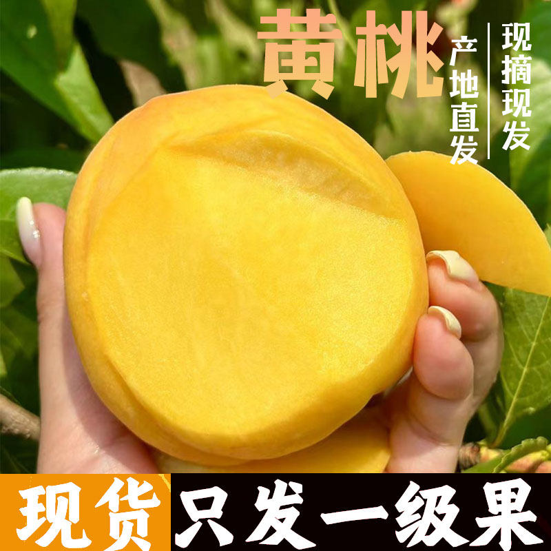 黄桃新鲜水果脆甜多汁黄金蜜桃炎陵锦绣当季时令黄毛桃整箱大桃子