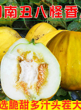 现货脆甜多汁麻阳丑八怪香瓜新鲜水果黄蜜瓜八里香黄皮丑瓜八方瓜