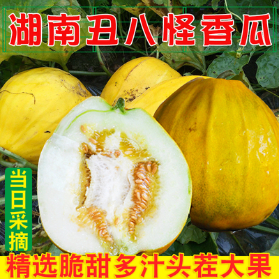 现货脆甜多汁麻阳丑八怪香瓜新鲜水果黄蜜瓜八里香黄皮丑瓜八方瓜