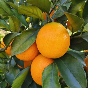 大果直播秒杀正宗湖南新鲜麻阳冰糖橙子一箱约30多个清甜爽口好吃