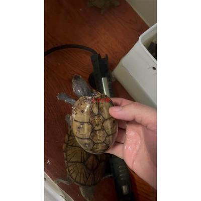议价(议价产品)果核蛋龟种龟!母龟卡尺9.1活泼开食