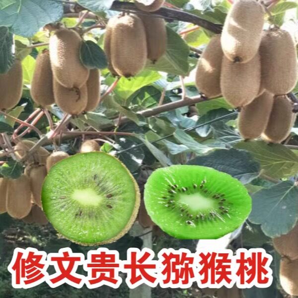 贵州特产正宗现摘包邮绿心猕猴桃