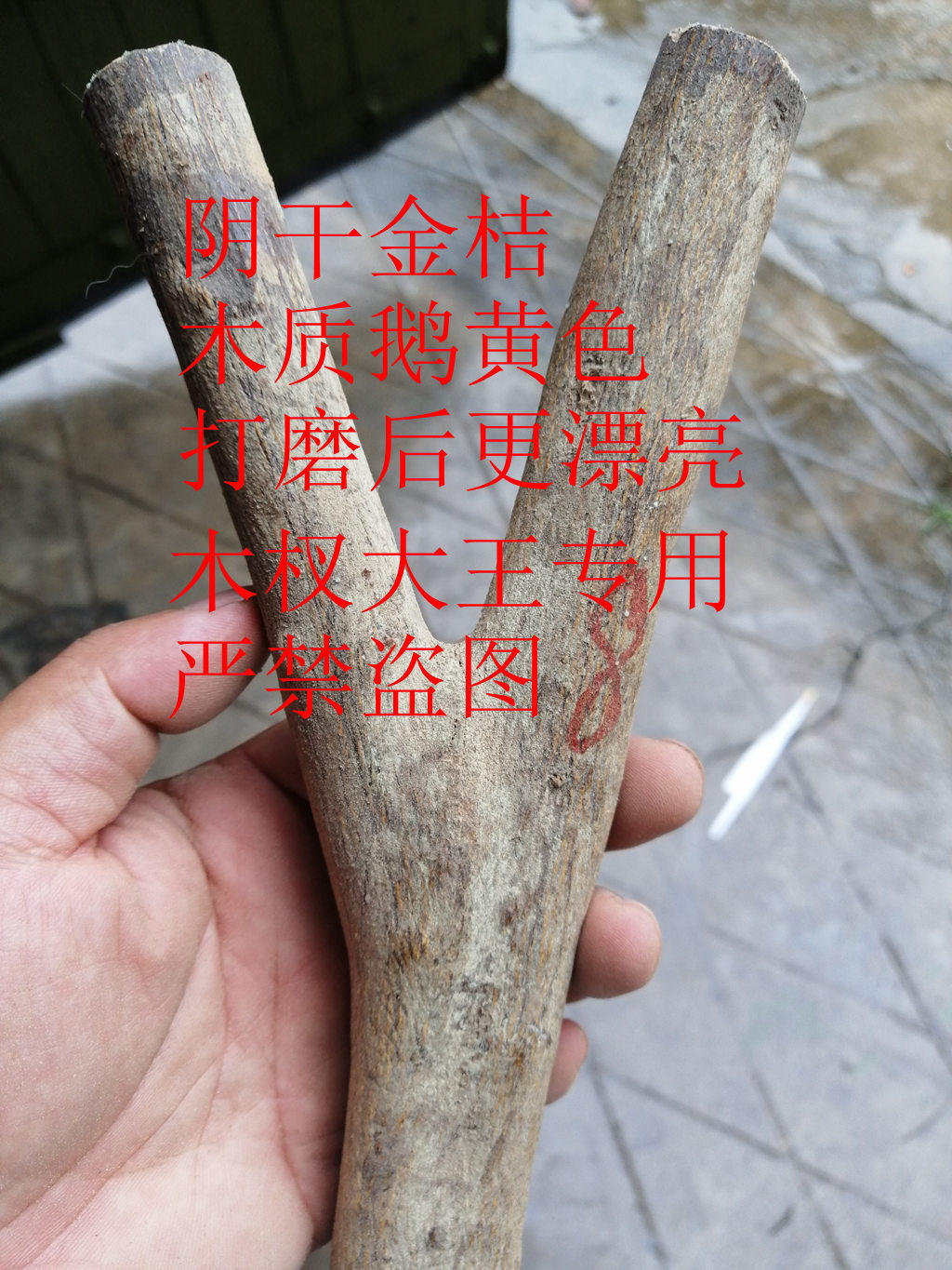 木杈大王原杈弹弓，天然原始林原杈树枝料制作童趣天然环保玩具