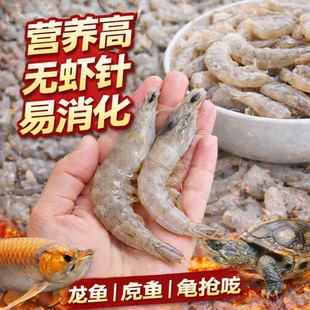 白虾冷冻鱼食去枪去尾虾适合龙鱼虎鱼魟鱼观赏鱼高蛋白虾