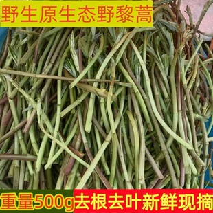 篱蒿去叶当季芦蒿新鲜黎蒿野生蔬菜野菜藜蒿鲜嫩泥蒿蓠蒿一斤包邮