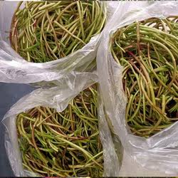 洪湖野黎蒿蓠蒿野生芦蒿菜新鲜包邮纯天然泥蒿湖北去尾去叶泥蒿