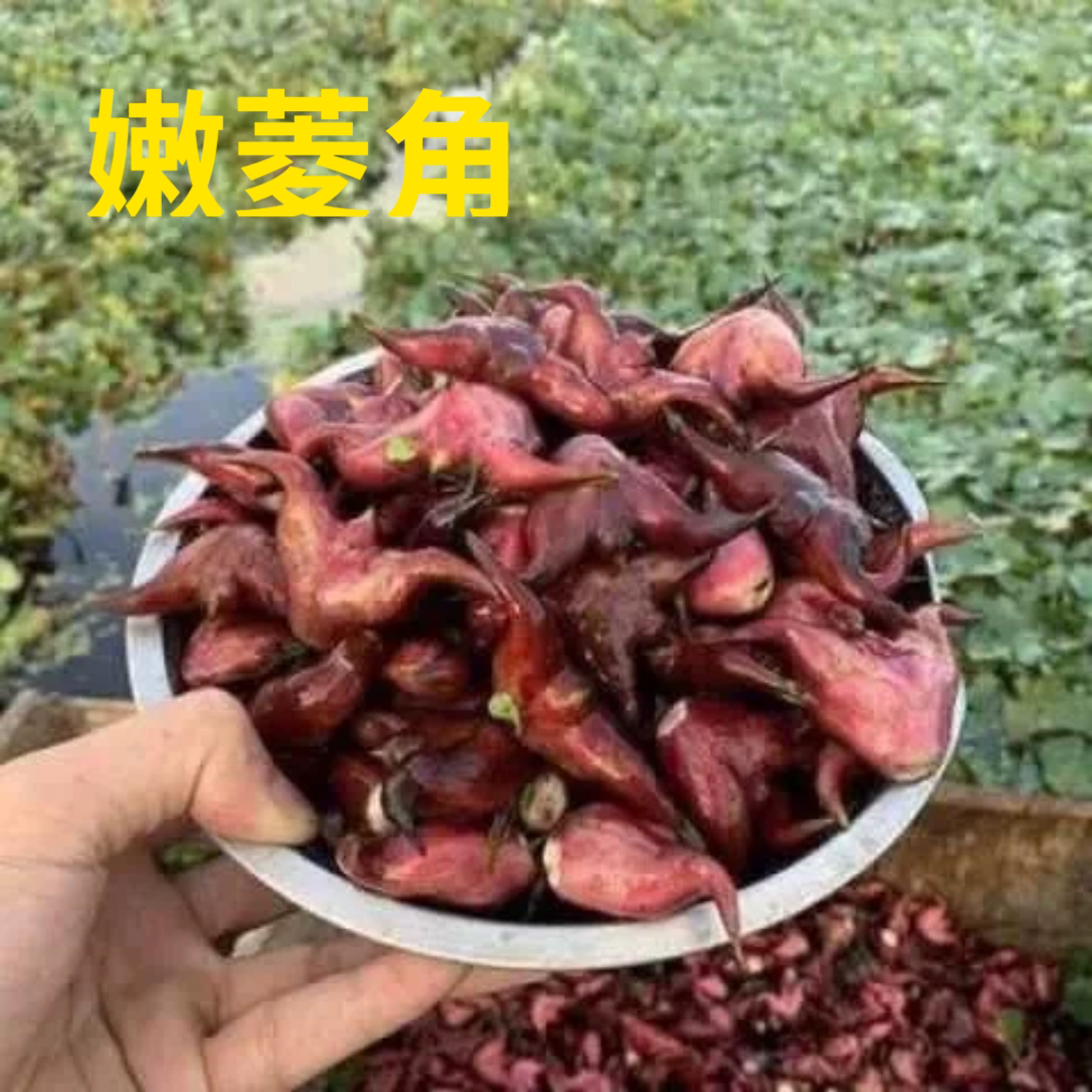 洪湖特产嫩红菱角带壳生吃新鲜菱角当季现摘红皮新鲜湖棱角