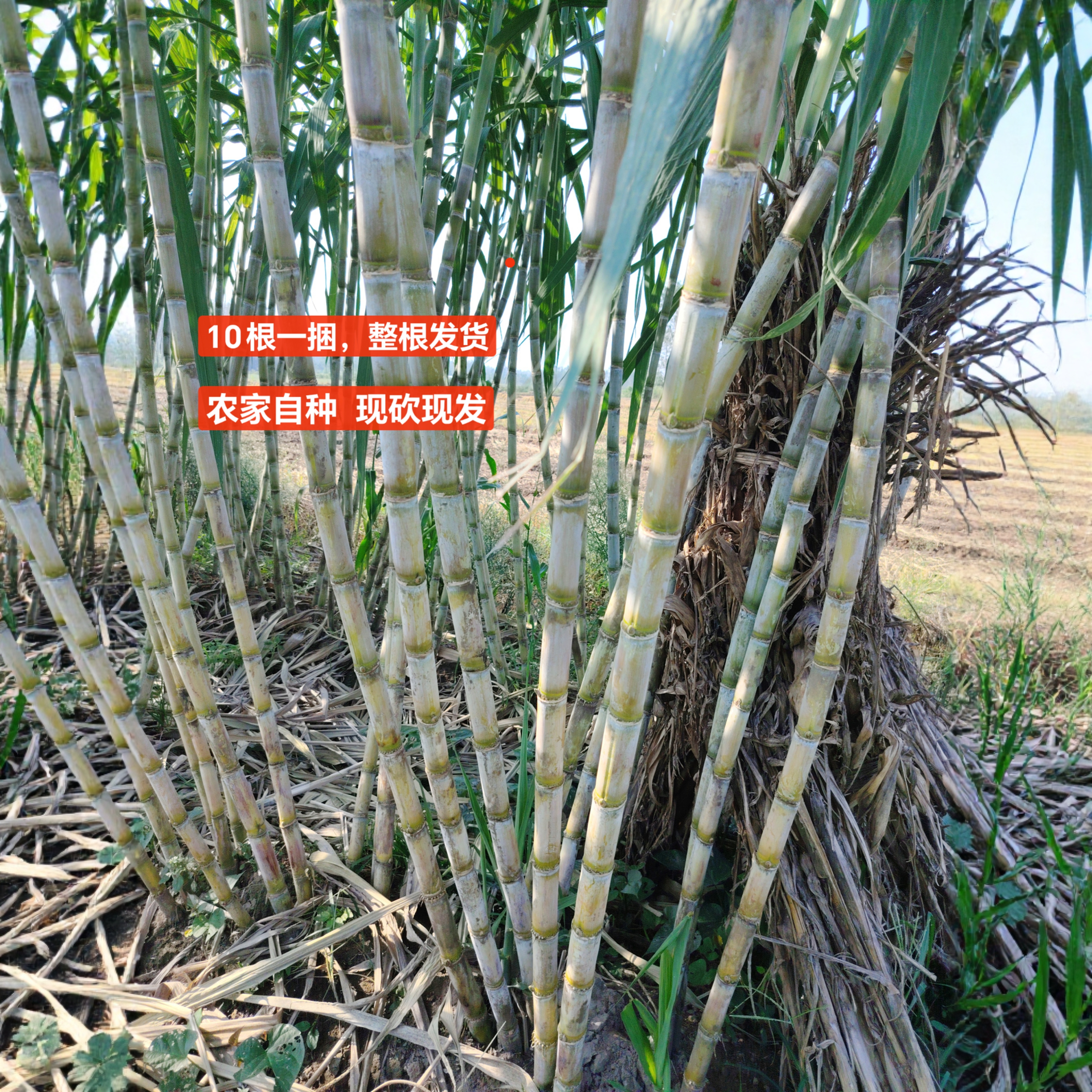 现砍绿皮甘蔗新鲜时令农家特产青皮甘蔗脆甜多汁孕妇水果10根包邮