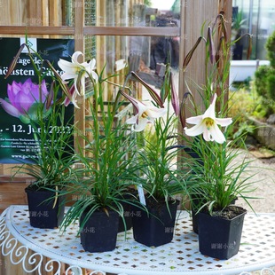 谢谢小花 姬高砂百合 实生苗台湾百合矮生多年生阳台盆栽花卉植物