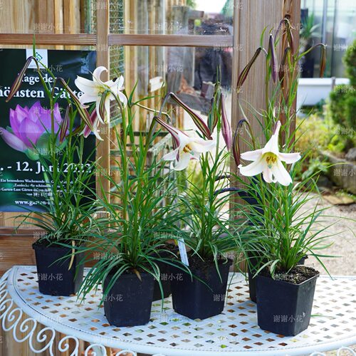 姬高砂百合实生苗矮生多年生耐热