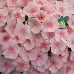 谢谢小花 爱诗鲑鱼色好养爆花盆栽苗植物矮生耐寒花卉 福禄考情书