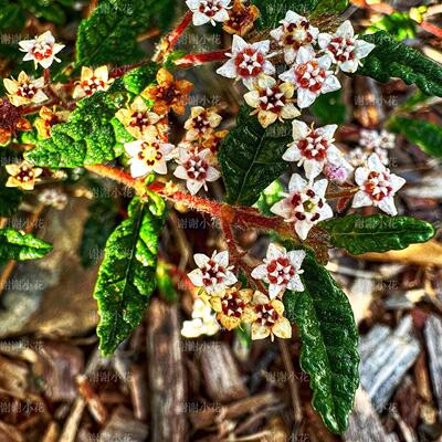 皱叶金花草天皇梅盆景耐热植物
