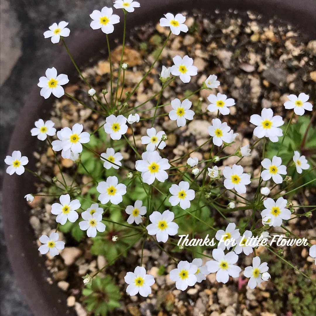 点地梅好养爆花耐寒花卉盆栽植物