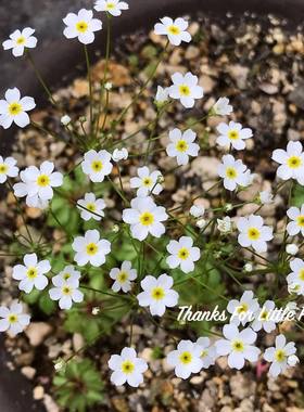 谢谢小花 日本点地梅 星尘 山野花趣味耐寒花园寄植花卉盆栽植物