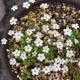 山野花趣味耐寒花园寄植花卉盆栽植物 星尘 谢谢小花 日本点地梅