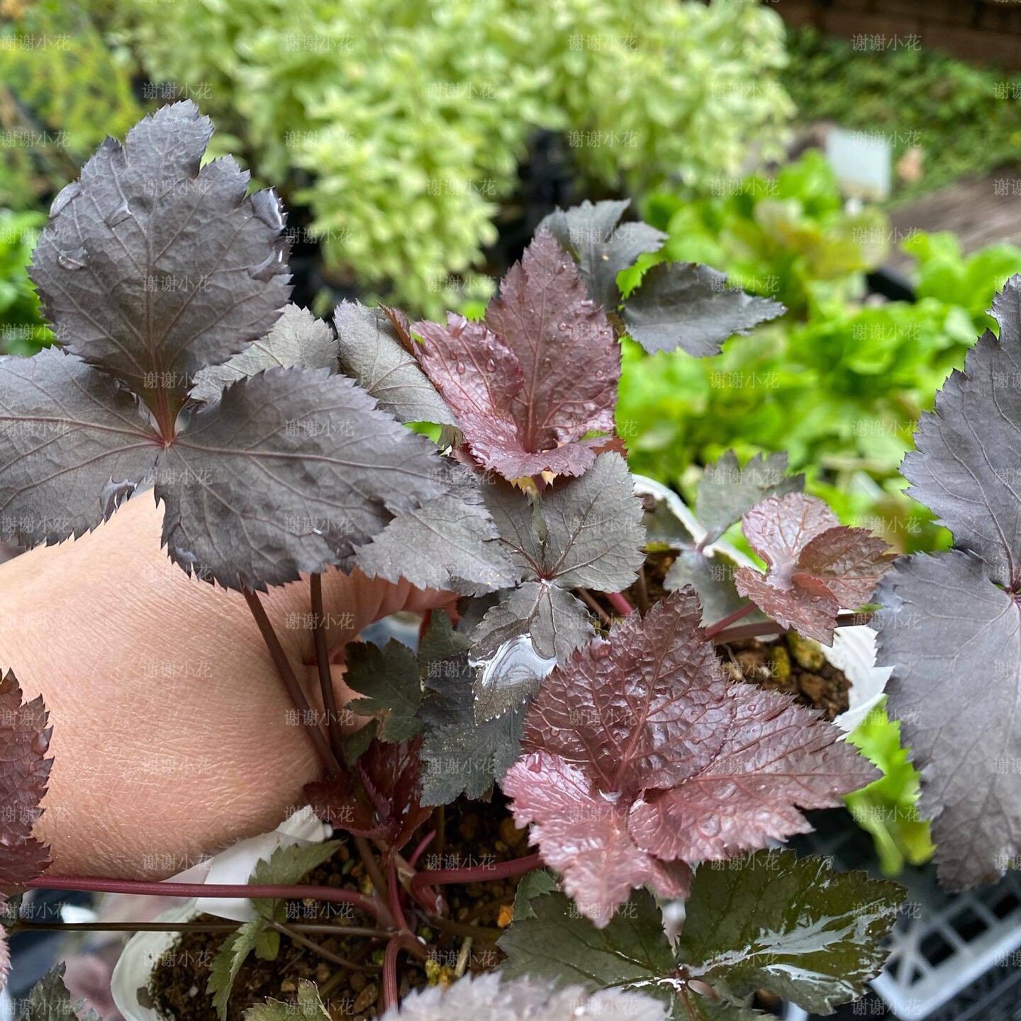 谢谢小花 铜叶鸭儿芹 紫叶黑叶 观叶多年生 耐寒宿根耐阴好养植物