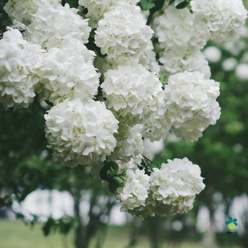 中华木绣球多年生爆花灌木盆栽