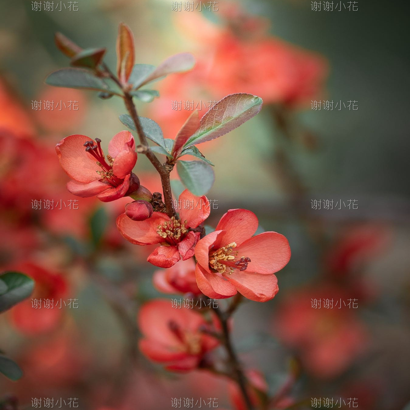 谢谢小花 日本长寿梅 多年生耐热耐寒花卉植物花量大盆景阳台盆栽