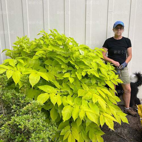 新品金叶土当归观叶耐寒耐阴植物