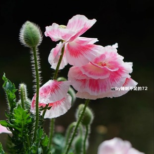 谢谢小花 虞美人 屁垫 珊瑚云 进口重瓣耐寒花园庭院切花盆栽植物