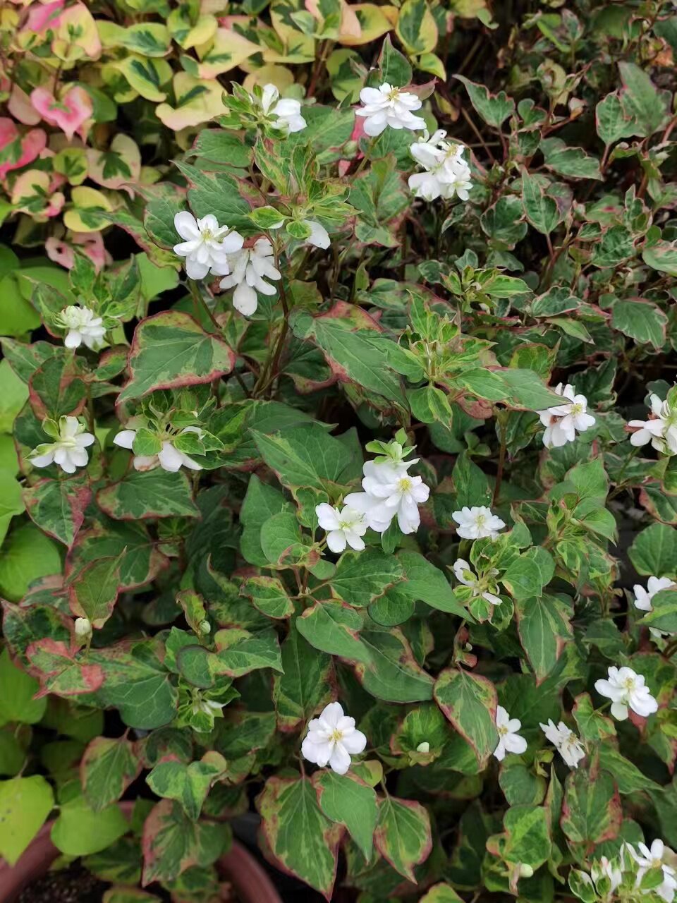花叶重瓣白色鱼腥草