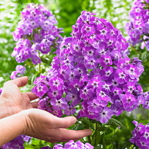 宿根福禄考多年生耐寒耐热植物