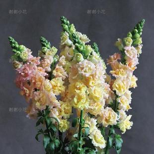 重瓣香槟色 乙女心 耐寒切花阳台花园盆栽植物 金鱼草 谢谢小花