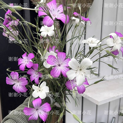 大花麦仙翁好养春夏开花阳台植物