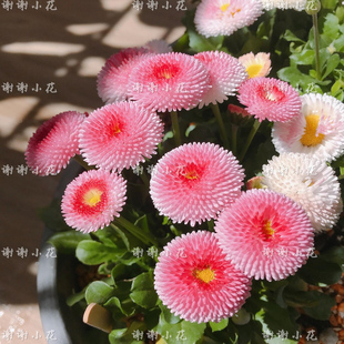 草莓奶油 雏菊 春天爆花耐寒庭院阳台盆栽花卉植物 英式 谢谢小花