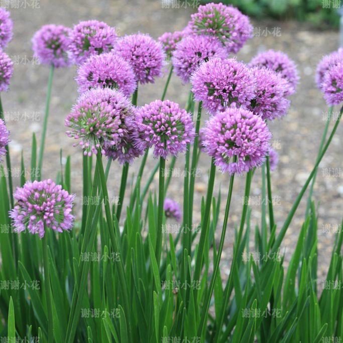 谢谢小花 小花葱 千禧年 丰花好养盆栽植物 多年生耐寒耐热宿根