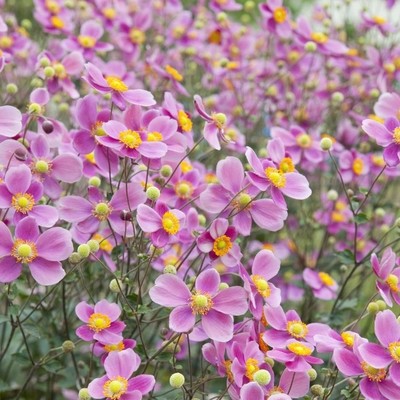 野棉花秋牡丹银莲花耐寒盆栽植物