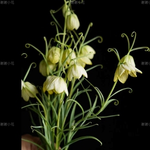 谢谢小花 浙贝母 球根 秋植 春天开花多年生好养护耐寒种球植物