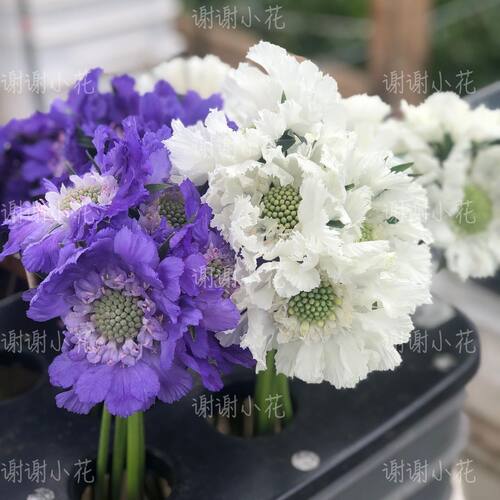 高加索蓝盆花多年生宿根耐寒植物