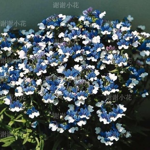 花期长耐寒多年生花卉盆栽植物 蓝白红白 谢谢小花 芳香龙面花