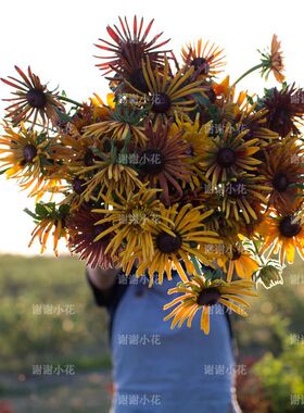 谢谢小花 新品金光菊 Chim Chiminee 耐热好养花期长花园阳台植物