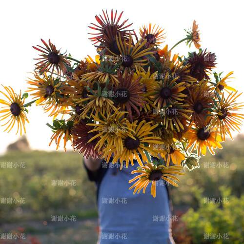 新品金光菊耐热爆花好养花园植物