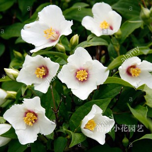 谢谢小花 贝拉之星 欧洲山梅花多年生花灌木耐热耐寒带香盆栽植物