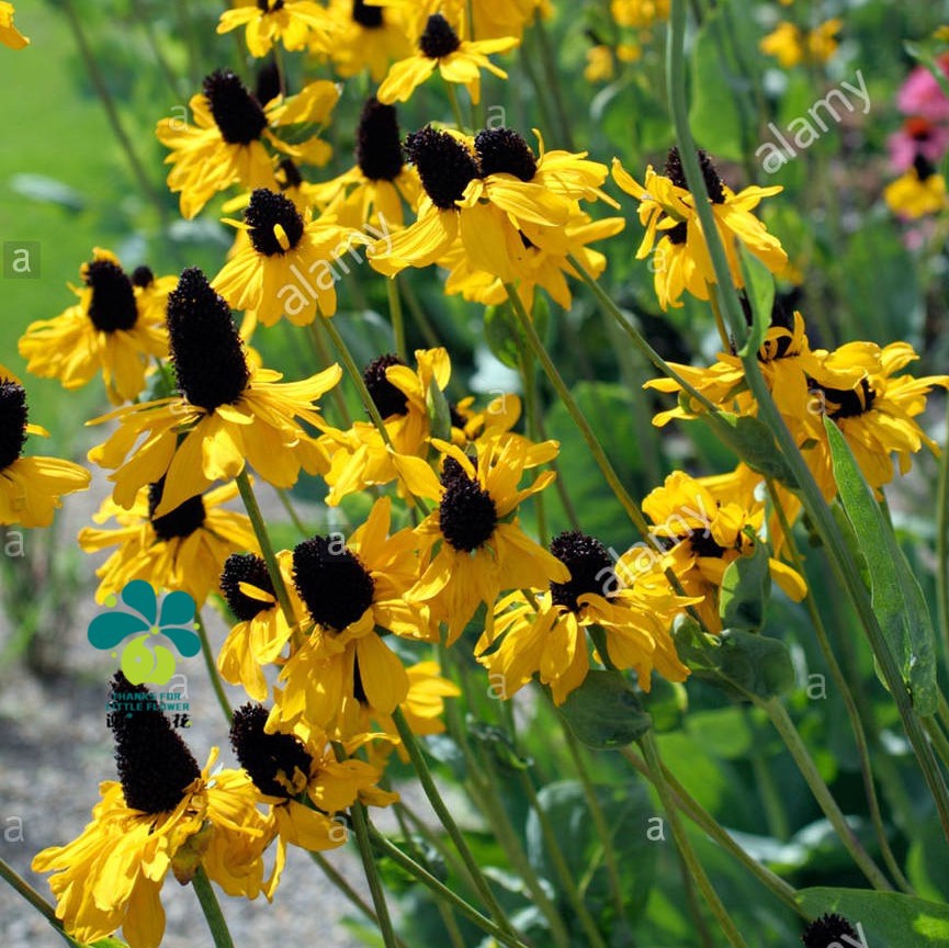 谢谢小花 蒲棒菊 大金光菊 草本花卉植物多年生宿根盆栽直立庭院